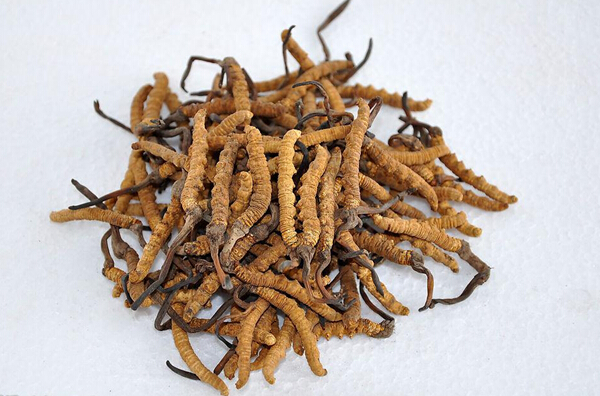 Cordyceps si..